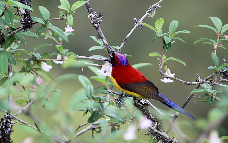 Mrs. Gould's Sunbird